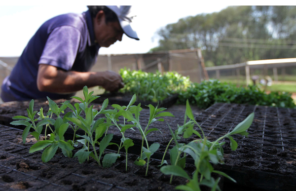 Crédito Agrícola reporta dinámica crediticia positiva en el sector productivo | .::Agencia IP::.