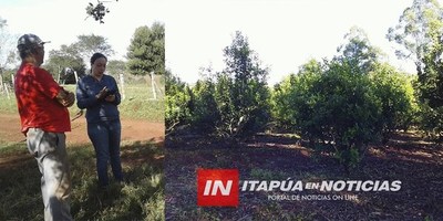 EDELIRA: ACOMPAÑAMIENTO DE AUTORIDADES A PRODUCTORES DE YERBA MATE.