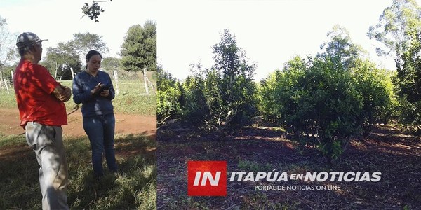 EDELIRA: ACOMPAÑAMIENTO DE AUTORIDADES A PRODUCTORES DE YERBA MATE.