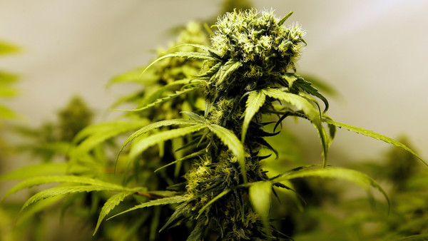 Cuando la marihuana mueve el 50% de la economía: el "Tigre" Ramírez y su amarga comprobación - ADN Paraguayo