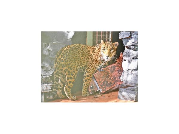 Hernandarias tendrá el mayor centro de conservación animal de la región
