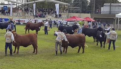 La muy buena inscripción de animales en Mariano Roque Alonso confirma el avance de la genética en Paraguay