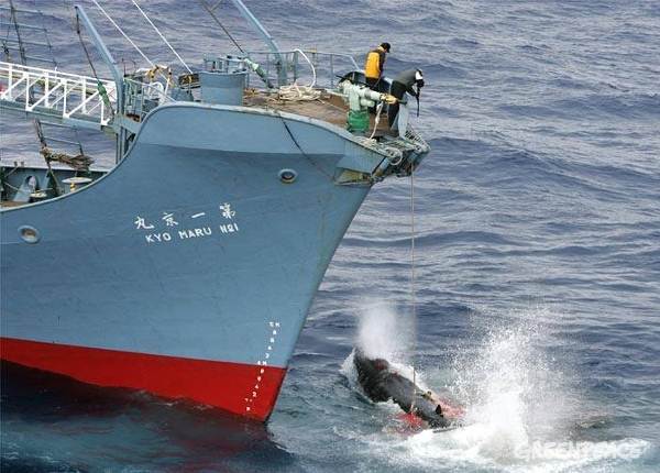 Japón reanuda la caza comercial de ballenas » Ñanduti