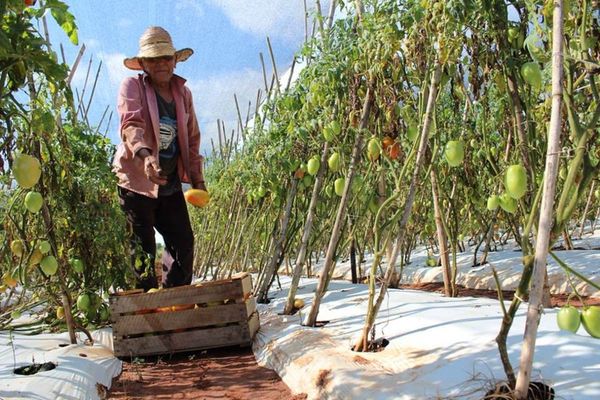 Ofrecerán dosis justa de agroquímicos para pequeños productores