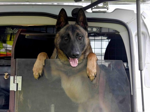 Cachorro que había sido abandonado se convierte en perro policía