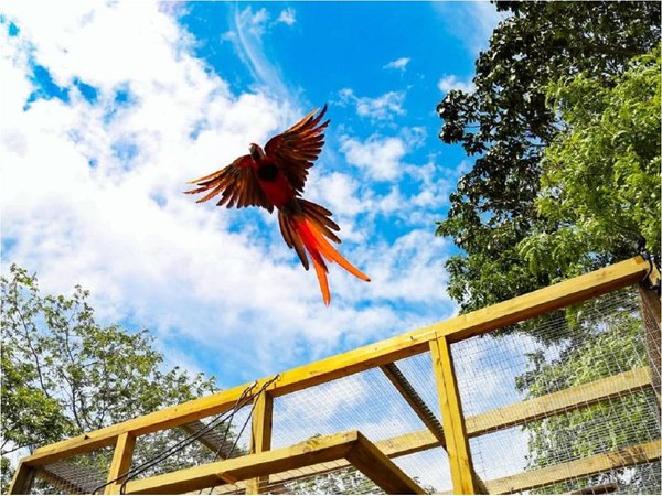 Liberan 8 guacamayas rojas, ave en peligro de extinción en Honduras