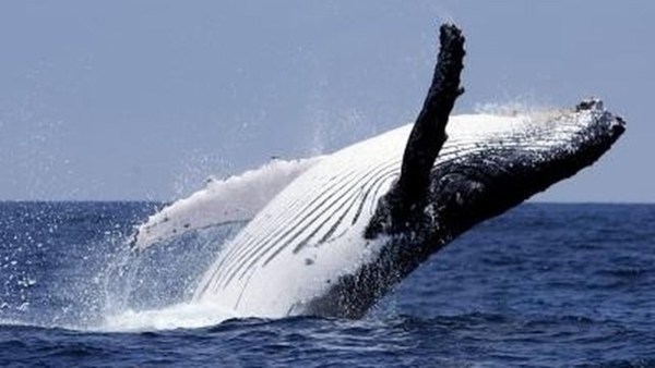 Japón vuelve a cazar ballenas con fines comerciales tras 30 años de interrupción
