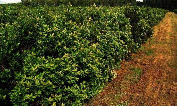 Productores de yerba reclaman incumplimiento de pacto