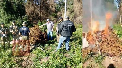 QUEMA DE MARIHUANA A PUNTO DE PROCESAMIENTO EN RESERVA SAN RAFAEL