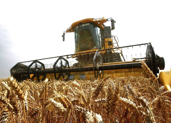 La calidad del trigo se verá afectada por menor inversión