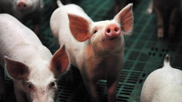 La FAO advierte sobre la amenaza de propagación de la peste porcina en Asia | .::Agencia IP::.