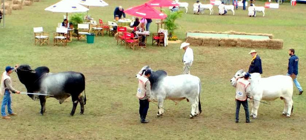 Brahman presente en la Expo de Mariano Roque Alonso desplegando su potencial para producir carne