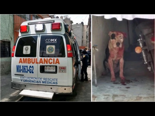 NIÑO MUERE AL SER ATACADO POR UN PITBULL