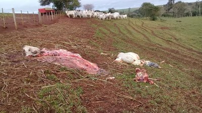 Abigeos roban y faenan un toro Nelore en Santa Rosa del Monday