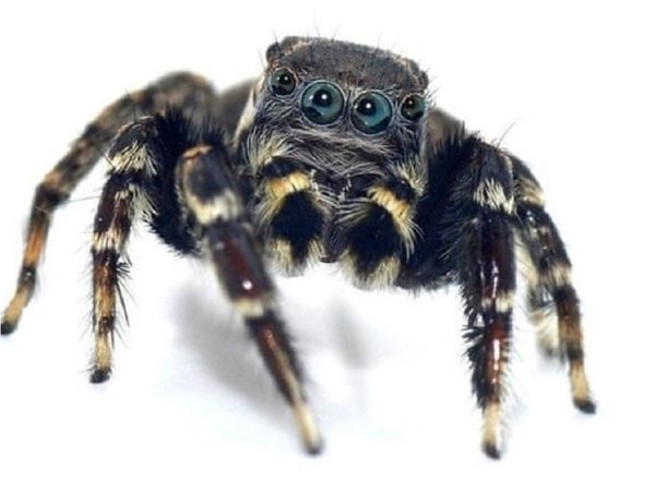 Descubren especies de arañas y una recibe el nombre Karl Lagerfeld