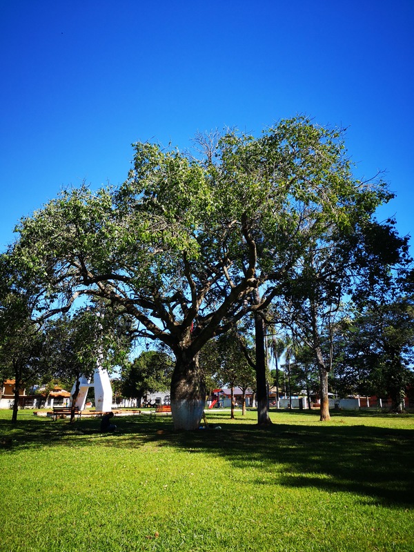 Un samu’u es el nuevo “Árbol de la Gente” del concurso Colosos de la Tierra » Ñanduti