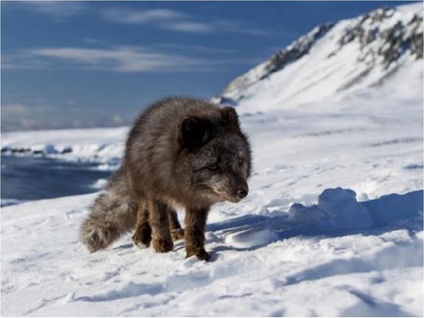 Caminata récord de un zorro ártico, desde Noruega hasta Canadá