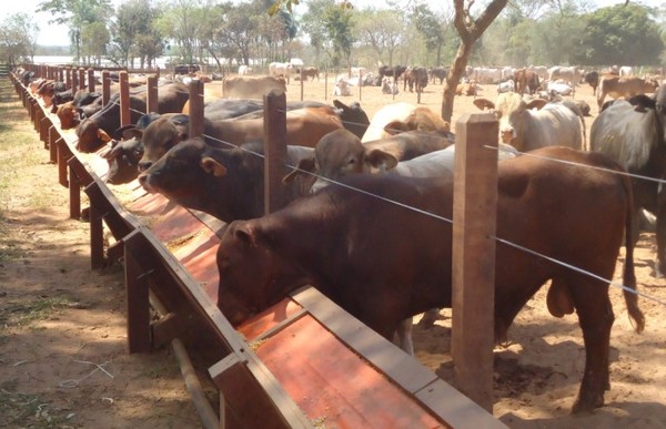El precio de la hacienda ajusto nuevamente a la baja en comienzo de la semana
