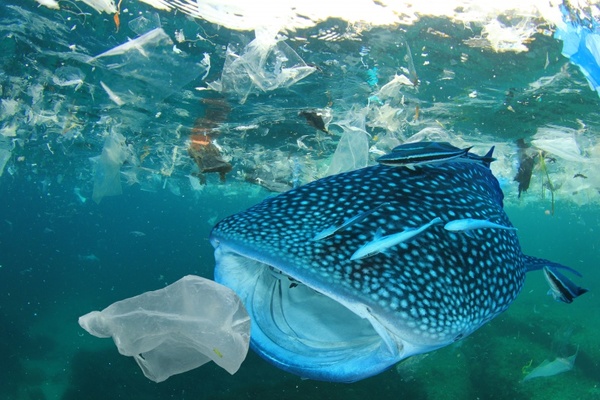 3 de julio: Día Internacional Libre de Bolsas de Plástico 2019 » Ñanduti