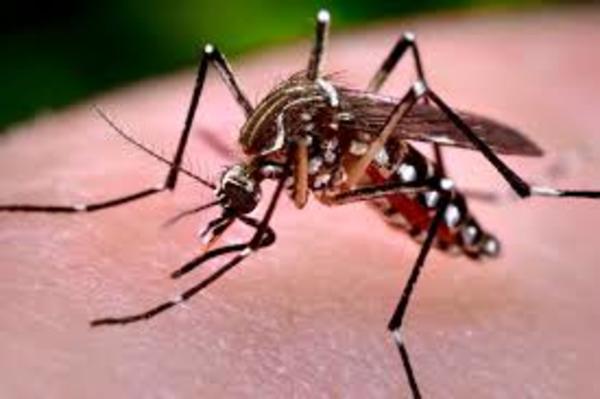 Preocupa aumento de casos de dengue | Radio Regional 660 AM