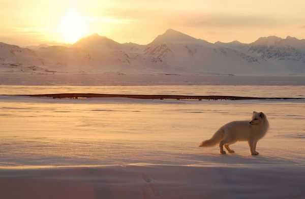 Una zorra polar recorre 3.500 km sobre capa de hielo