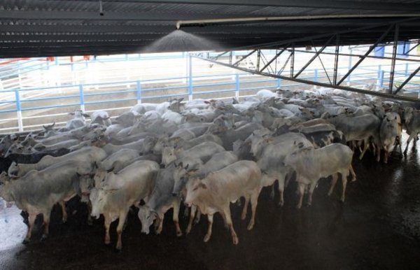 Faenadores de CDE quieren contar con un matadero municipal