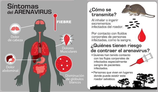 Arenavirus, la enfermedad que mató a médica boliviana - ADN Paraguayo