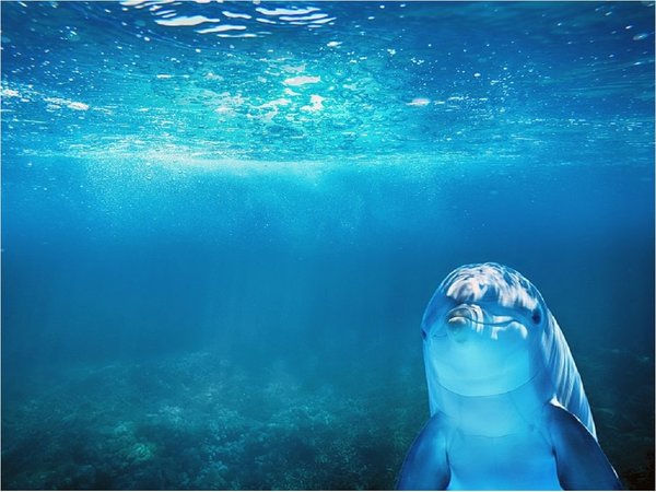 Delfines regulan cada latido de su corazón mientras bucean