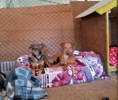 Construyen cuchas para que los animalitos no pasen frío