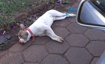Ecuentran perro muerto y maniatado frente a universidad