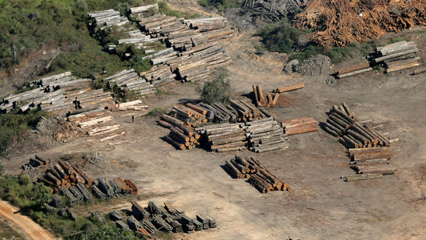 Deforestación en Amazonía brasileña llega al 88% - ADN Paraguayo