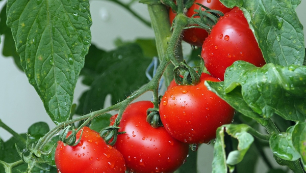 Tomates: toda la producción se destina al mercado interno (250.000 kilos consumidos por día)