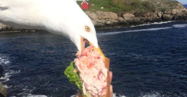 Nada más rápido que una gaviota ladrona