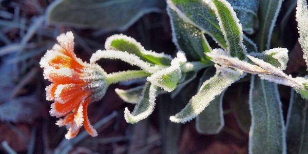 Que la helada no dañe tus plantas | San Lorenzo Py