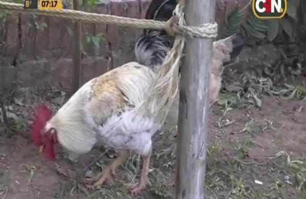El Gallo Policía ya consiguió una novia en la Comisaría Segunda - C9N