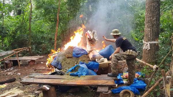 Senad destruyó 28 toneladas de marihuana en Amambay