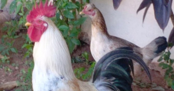 Un gallo y una gallina: las mascotas de la komi