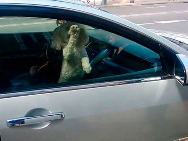 A abuelos y animales también se los deja encerrados en autos