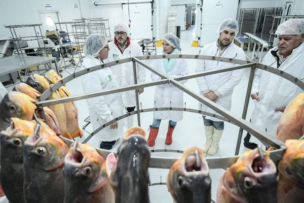 Piscicultores de Itapúa visitan empresa Argentina