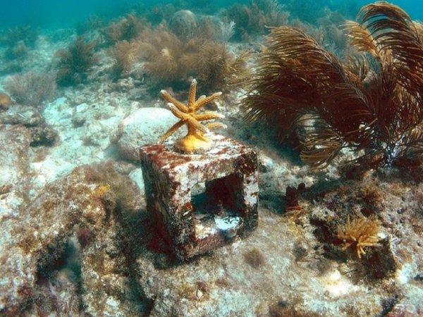 Extraen corales de Florida para salvarlos de una enfermedad