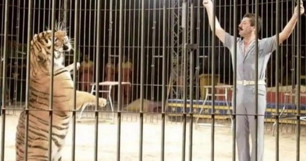 Tigres de circo matan a domador en Italia