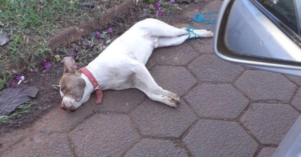 Asesinan de forma horrible a un pitbull