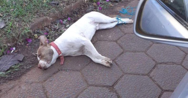 Asesinan  de forma horrible a  un pitbull