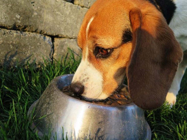 Posible vínculo entre enfermedades cardíacas en perros y sus alimentos