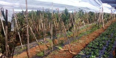 Helada preocupa a los productores - Nacionales - ABC Color