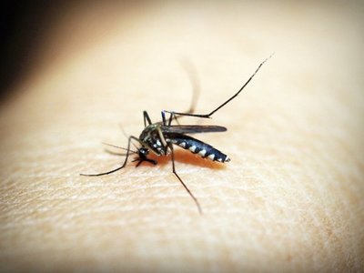 Alertan sobre otro virus transmitido por mosquitos