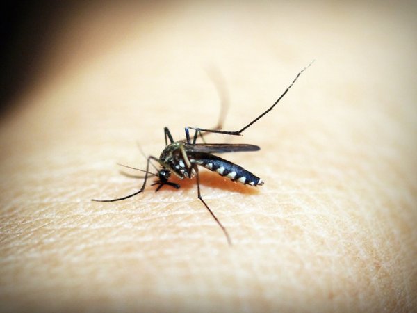 Alertan sobre otro virus transmitido por mosquitos