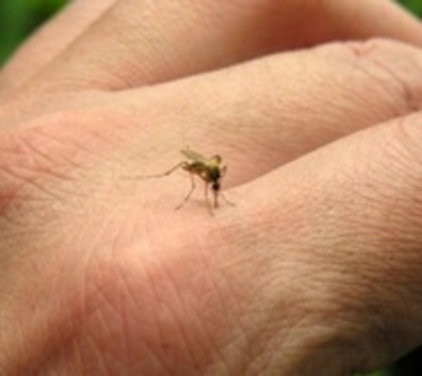 Salud alerta sobre virus que podría ingresar al país - Paraguay.com