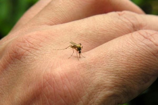 Salud alerta sobre virus que podría ingresar al país | Noticias Paraguay