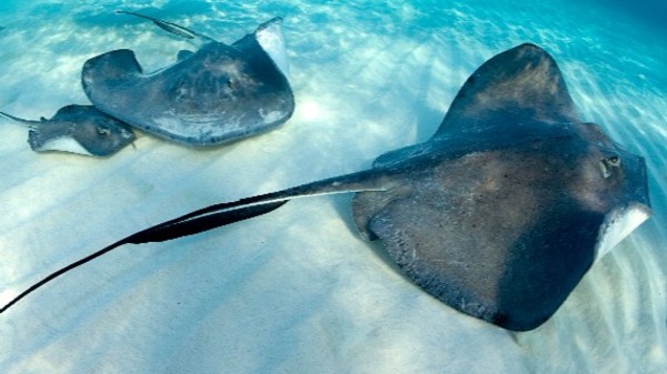 Autoridades de sur de California en alerta ante aumento de picaduras de rayas | .::Agencia IP::.